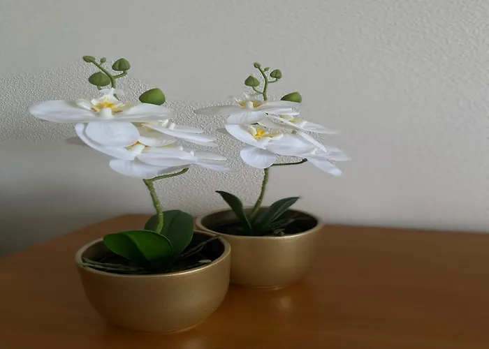 In Near The * 니우포르트